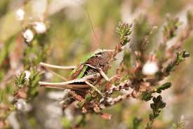 Attēlu rezultāti vaicājumam “Metrioptera brachyptera”