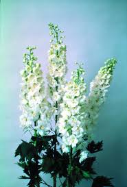 Attēlu rezultāti vaicājumam “Delphinium elatum  flower”