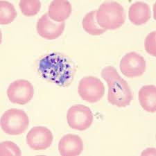 Attēlu rezultāti vaicājumam “Diderma cingulatum plasmodium”