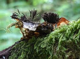 Attēlu rezultāti vaicājumam “Stemonitis splendens stalked”