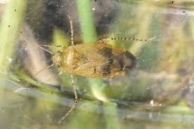 Attēlu rezultāti vaicājumam “Psallus sp.”