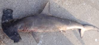 Image result for Sphyrna corona