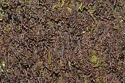 Attēlu rezultāti vaicājumam “Frullania tamarisci macro”