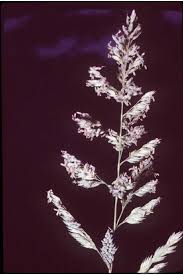 Attēlu rezultāti vaicājumam “Phalaroides arundinacea”