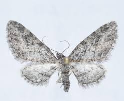 Attēlu rezultāti vaicājumam “Eupithecia icterata female”