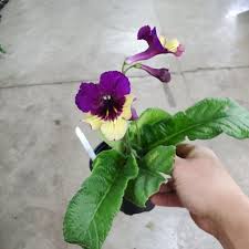 Image result for Streptocarpus