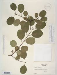 Attēlu rezultāti vaicājumam “Rhamnus cathartica”