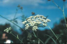 Attēlu rezultāti vaicājumam “Peucedanum palustre leaf”