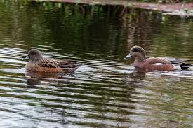 Attēlu rezultāti vaicājumam “Anseriformes”