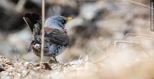 Attēlu rezultāti vaicājumam “Turdus pilaris”
