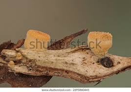 Attēlu rezultāti vaicājumam “Crucibulum laeve”