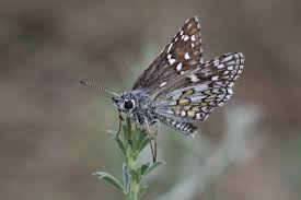 Attēlu rezultāti vaicājumam “Pyrgus serratulae underside”