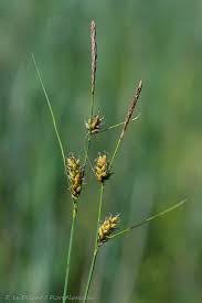Attēlu rezultāti vaicājumam “Carex lasiocarpa fruit”