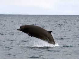 Image result for Hyperoodon ampullatus