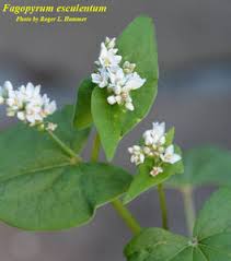 Attēlu rezultāti vaicājumam “Fagopyrum esculentum”