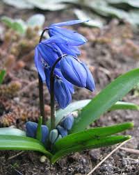 Attēlu rezultāti vaicājumam “Scilla siberica”