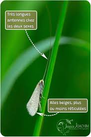 Attēlu rezultāti vaicājumam “Nematopogon sp.”