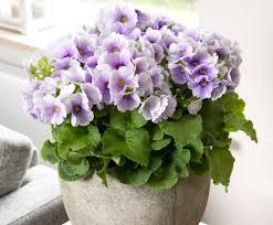 Image result for Primula obconica