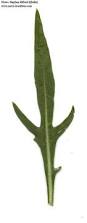 Attēlu rezultāti vaicājumam “Diplotaxis tenuifolia leaf”
