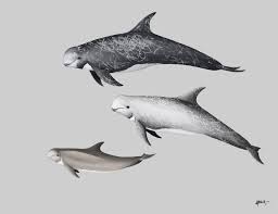 Image result for Grampus griseus