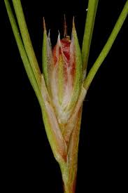 Attēlu rezultāti vaicājumam “Juncus bufonius fruit”
