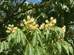 Attēlu rezultāti vaicājumam “Aesculus flava”