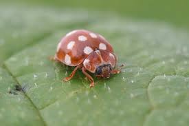Attēlu rezultāti vaicājumam “Calvia quatuordecimguttata”