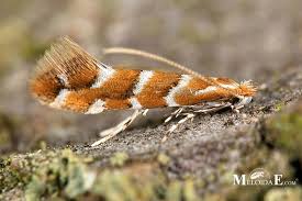 Attēlu rezultāti vaicājumam “Cameraria ohridella”