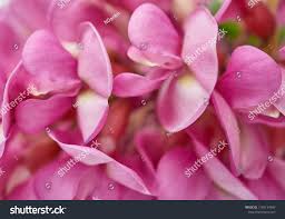 Attēlu rezultāti vaicājumam “Robinia neomexicana flower”