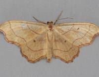 Attēlu rezultāti vaicājumam “Idaea emarginata”