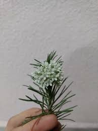 Attēlu rezultāti vaicājumam “Linaria loeselii flower”