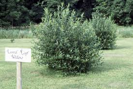 Attēlu rezultāti vaicājumam “Salix”