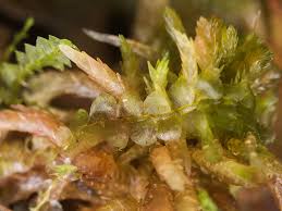 Attēlu rezultāti vaicājumam “Calypogeia fissa”