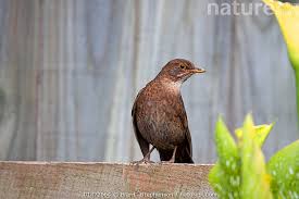 Attēlu rezultāti vaicājumam “Turdus merula female”