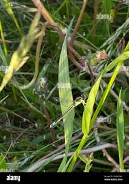 Attēlu rezultāti vaicājumam “Coenagrion armatum male”
