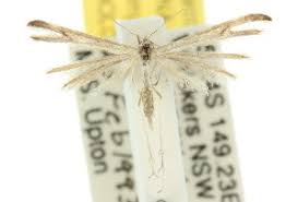 Attēlu rezultāti vaicājumam “Platyptilia sp.”