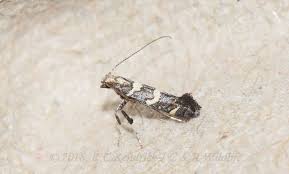 Attēlu rezultāti vaicājumam “Calybites phasianipennella”