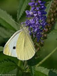 Attēlu rezultāti vaicājumam “Pieris rapae male”