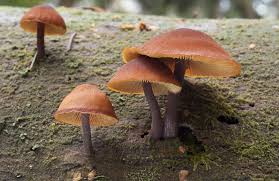 Attēlu rezultāti vaicājumam “Gymnopilus picreus”