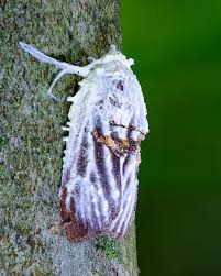 Attēlu rezultāti vaicājumam “Akanthomyces aculeatus”