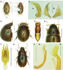 Attēlu rezultāti vaicājumam “Enochrus affinis”