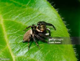 Attēlu rezultāti vaicājumam “Evarcha falcata male”