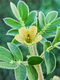 Attēlu rezultāti vaicājumam “Callitrichaceae”