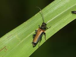 Attēlu rezultāti vaicājumam “Anogcodes melanurus”