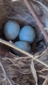 Attēlu rezultāti vaicājumam “Erithacus rubecula eggs”