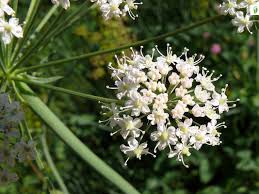 Attēlu rezultāti vaicājumam “Laserpitium latifolium flower”