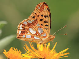 Attēlu rezultāti vaicājumam “Issoria lathonia upperside”