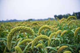 Attēlu rezultāti vaicājumam “Setaria viridis fruit”