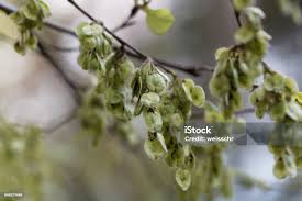 Attēlu rezultāti vaicājumam “Ulmus laevis fruit”