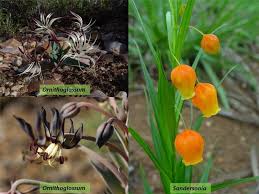 Attēlu rezultāti vaicājumam “Colchicaceae”